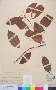 Specimen thumbnail